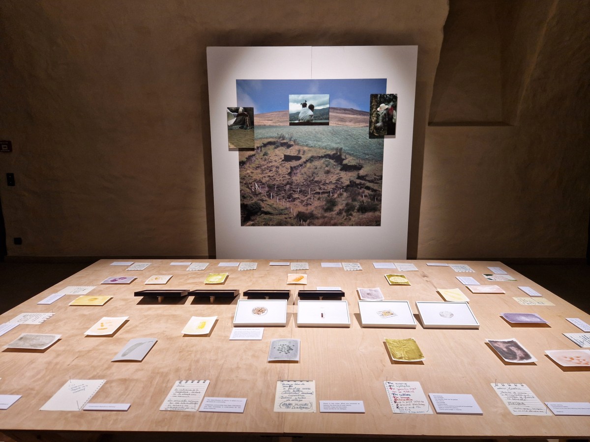 Humo Semilla Raíz – Fume, Root,&nbsp;Seed